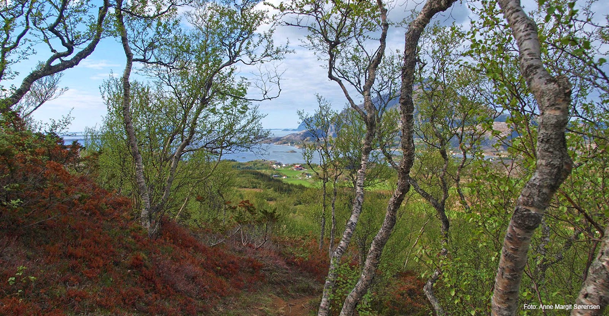 Bildet tatt fra turstien på Onøyfjellet
